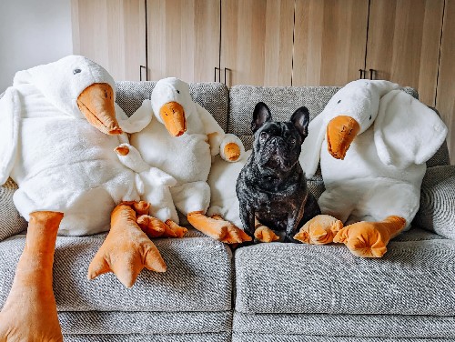 The Goose - Comfort Plushie